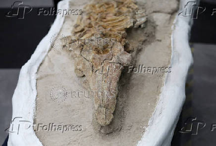 Paleontologists find porpoise fossil in Peru's ancient seabed