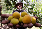 A worker shows apricots collected from the trees during the harvest season, in Al Qalyubia Governorate