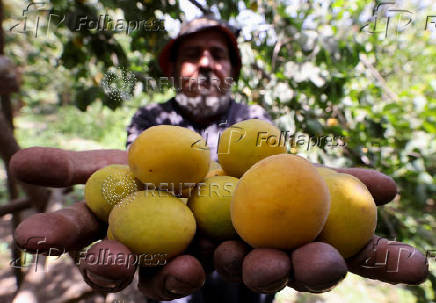 A worker shows apricots collected from the trees during the harvest season, in Al Qalyubia Governorate