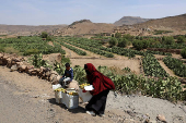 Yemen's prickly pear - from a wild fruit to a staple of the country's agriculture