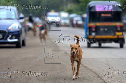 Supreme Court orders to move all stray dogs from Delhi-NCR to animal shelters