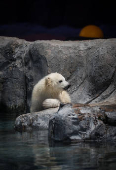 Ursa polar Nur, que nasceu no aquário de São Paulo