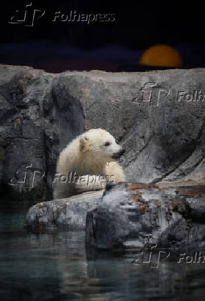 Ursa polar Nur, que nasceu no aquário de São Paulo