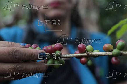 El campo colombiano, preocupado por impacto de los aranceles de EE.UU., su mayor mercado