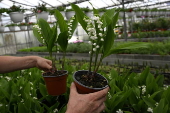 French horticultural industry gears up for May 1st celebrations