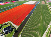 A drone view shows flower fields in Lisse
