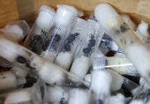 FILE PHOTO: Samples of garden ants concealed in syringes are presented to court as two Belgian nationals, a Vietnamese and a Kenyan national appeared for the hearing of their case, in Nairobi