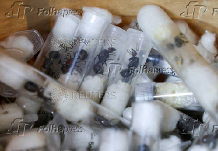 FILE PHOTO: Samples of garden ants concealed in syringes are presented to court as two Belgian nationals, a Vietnamese and a Kenyan national appeared for the hearing of their case, in Nairobi