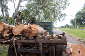 Timber exploitation in Nigeria's Kwara State