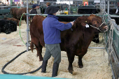 El potente sector rural de Argentina abre su tradicional feria entre reclamos a Milei