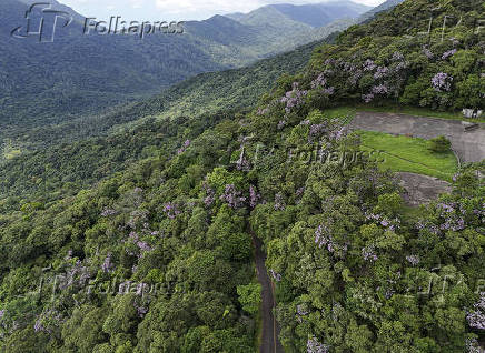 Vista aérea da Mata Atlântica no Parque Estadual da Serra do Mar
