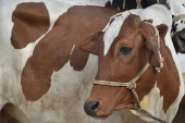 Sacrificial animals market in Karachi