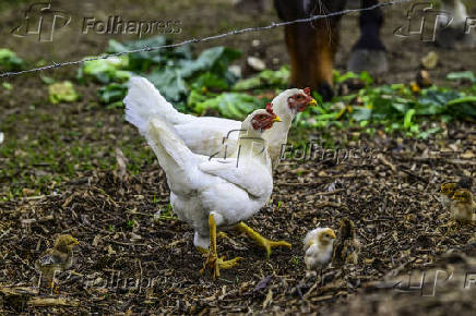 Galinhas, galos e pintinhos EM pasto de compostagem em SJC