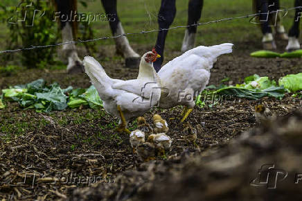 Galinhas, galos e pintinhos EM pasto de compostagem em SJC