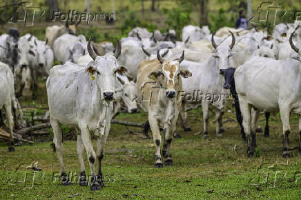 Gado de corte é manejado em pasto em São José dos Campos