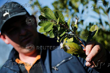 Gold mining boom in Paraguay pits farmers against pollution