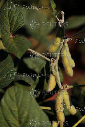 Soybean harvest in Paraguay