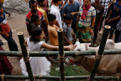A girl pets a cow at the Gabtoli cattle market ahead of the Muslim festival of sacrifice, Eid al-Adha, in Dhaka
