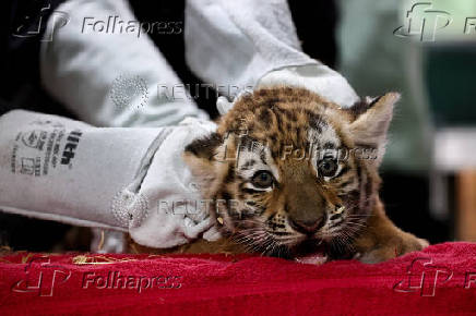 Siberian tiger quadruplets receive their first vaccination, in Magdeburg
