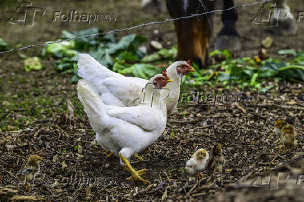 Galinhas, galos e pintinhos EM pasto de compostagem em SJC