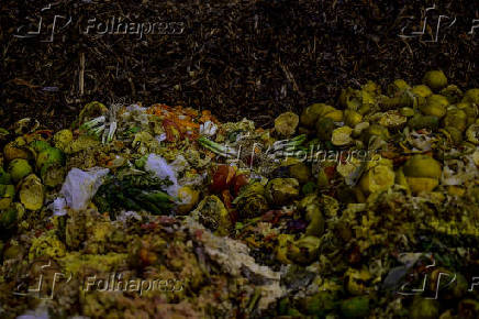 Galinhas se alimentam de restos em leira de compostagem em SJC