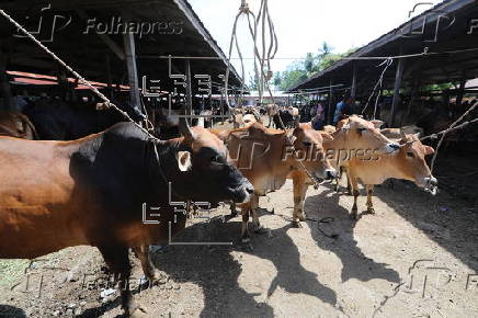 Eid al-Adha preparations in Aceh