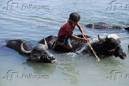 A child cleans a buffalo in the Euphrates River during a hot day in Raqqa
