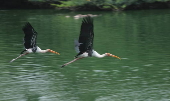Monsoon rain in Delhi Zoo