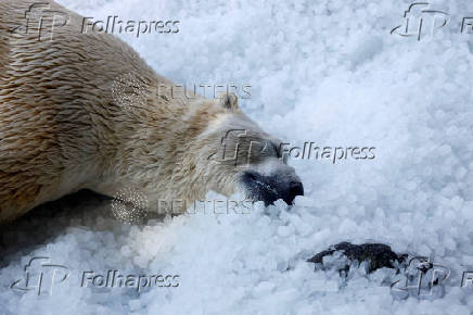 Prague zoo keeps animals cool with ice cubes