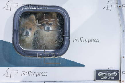 Animal NGO rescues homeless pets after owners deported from the US