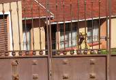 A dog looks through a gate, at a scene where kidnapped U.S. pastor Josh Sullivan was rescued, following a shootout during which three suspects were killed, in KwaMagxaki