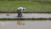 Rice planting season in Srinagar