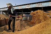 FILE PHOTO: A labourer sifts rice crops in a grain market in Karnal