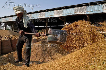 FILE PHOTO: A labourer sifts rice crops in a grain market in Karnal