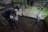 South Africa?s Blue Crane Battling Extinction Amidst Changing Landscapes