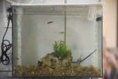 Peixes no aquário