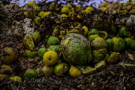 Galinhas se alimentam de restos em leira de compostagem em SJC