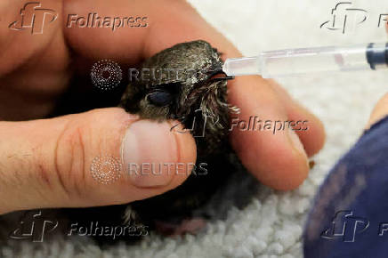 French animal shelter faces influx of patients as heatwave takes toll on wildlife