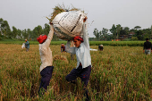 Bangladeshi labourers carry a sack of paddy as they harvest from a field in Munshiganj