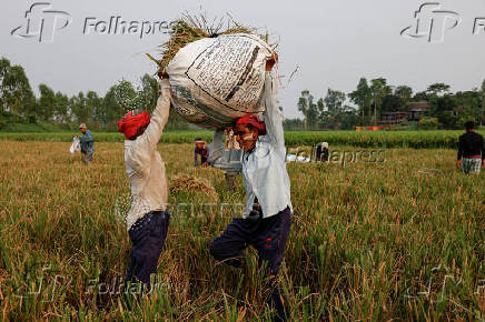 Bangladeshi labourers carry a sack of paddy as they harvest from a field in Munshiganj