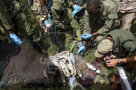 Translocation of endangered black rhinos to Segera Conservancy in Kenya