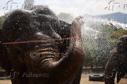 Animals are sprayed with water to cool down during a heatwave, at Sofia City Zoo