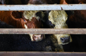 Where's the beef? Argentine steak exports slide as strong peso inflates costs