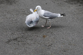 A seagull holds a plastic bag in its beak as it searches for food in Vannes