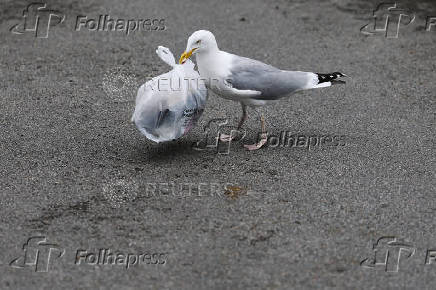 A seagull holds a plastic bag in its beak as it searches for food in Vannes