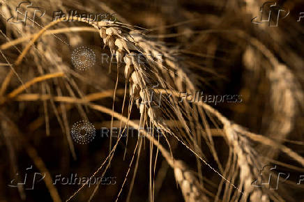 Farmers in U.S. heartland, where ties to wheat run deep, question crop's future
