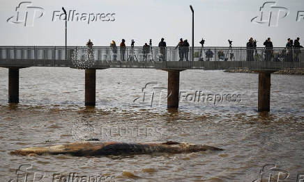 A sei whale is found dead off the coast of Buenos Aires
