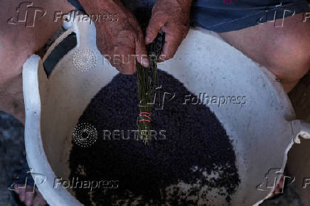 A man works with lavender, in Nowy Pozog