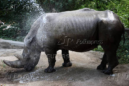 Animals are sprayed with water to cool down during a heatwave, at Sofia City Zoo