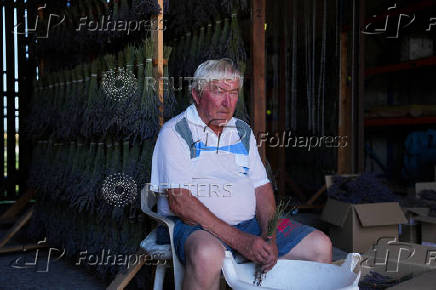 A man works with lavender, in Nowy Pozog
